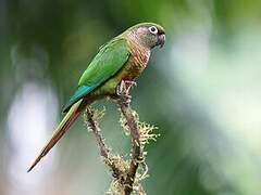 Maroon-bellied Parakeet