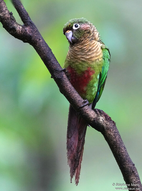 Maroon-bellied Parakeetadult