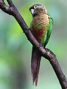 Maroon-bellied Parakeet