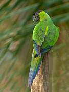 Nanday Parakeet