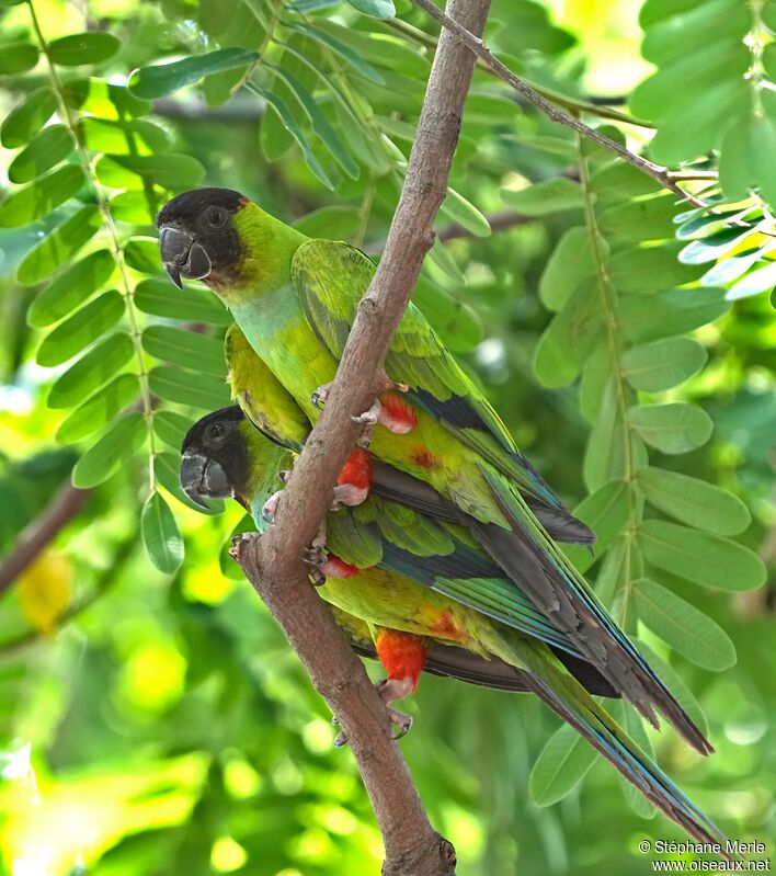 Conure nandayadulte