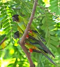 Conure nanday