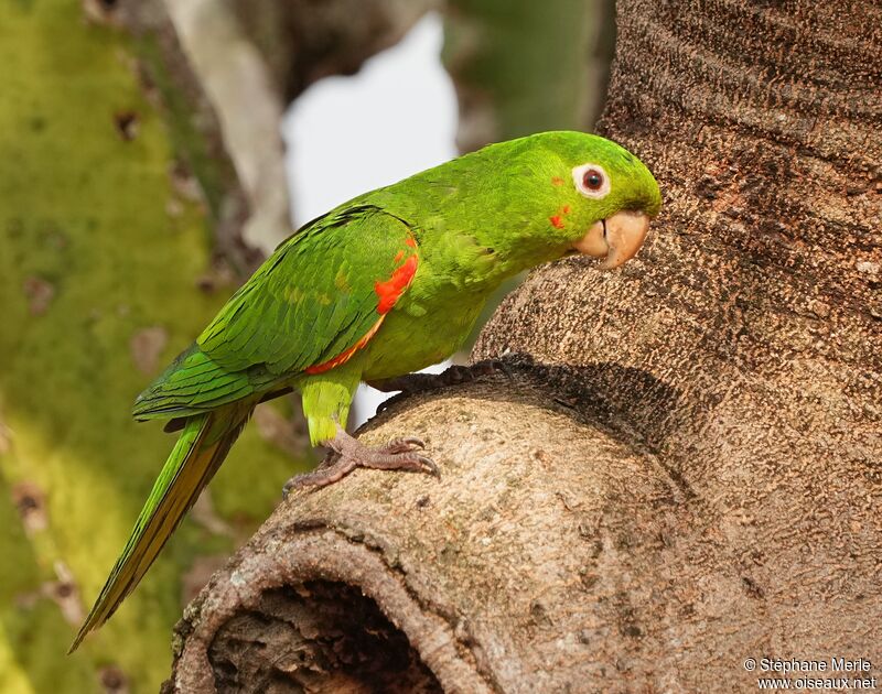 Conure pavouaneadulte