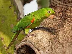 Conure pavouane