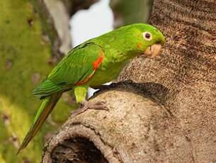 Conure pavouane