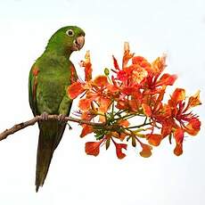 Conure pavouane