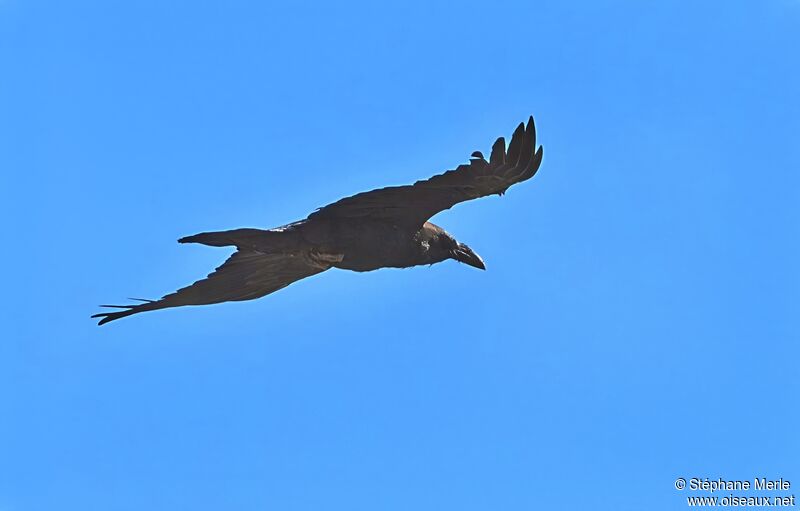 Brown-necked Ravenadult