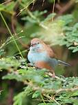 Cordonbleu cyanocéphale