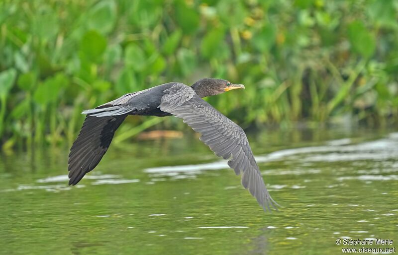 Cormoran viguaadulte