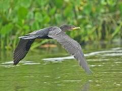 Neotropic Cormorant