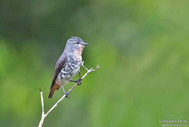 Cotinga manakinadulte