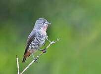 Cotinga manakin