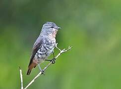 Buff-throated Purpletuft