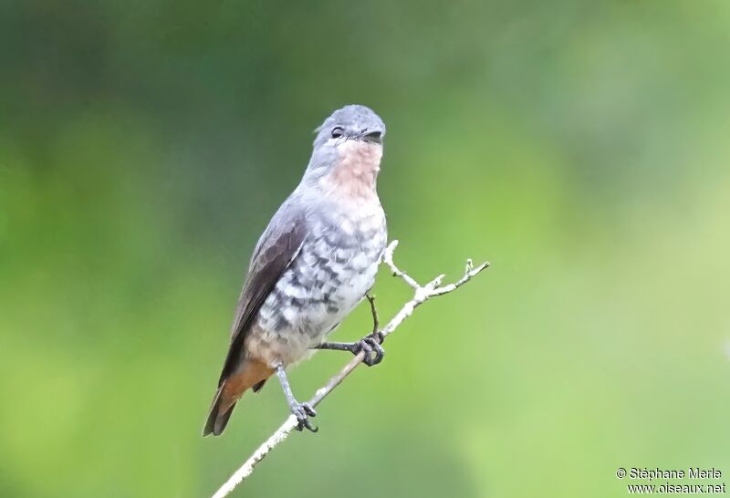 Cotinga manakinadulte