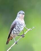 Buff-throated Purpletuft