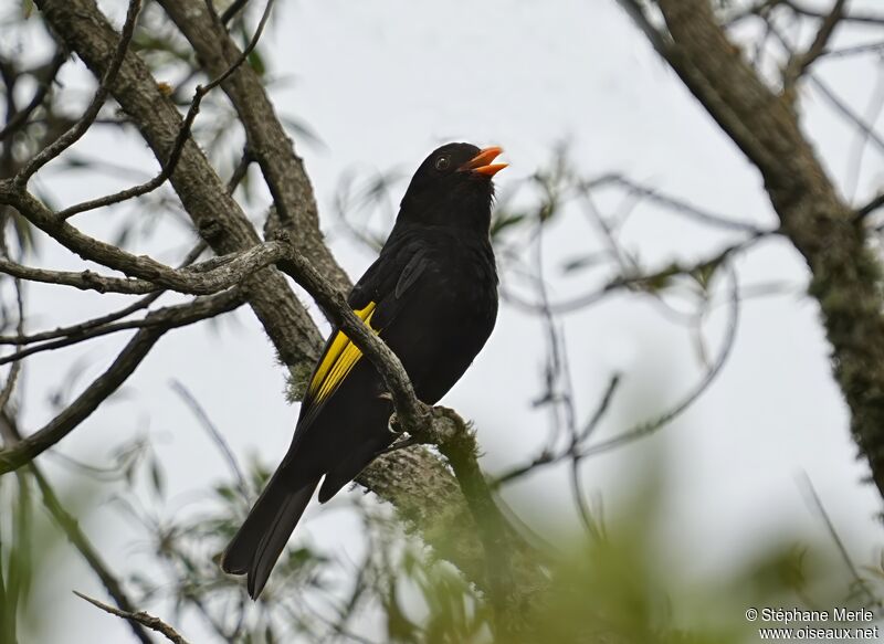 Black-and-gold Cotingaadult