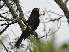 Black-and-gold Cotinga