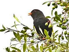 Black-and-gold Cotinga