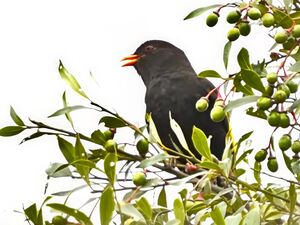 Cotinga noir