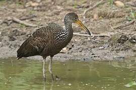 Limpkin