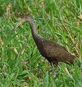 Limpkin