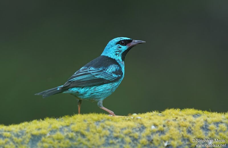 Dacnis bleu mâle adulte