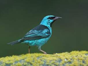 Dacnis bleu