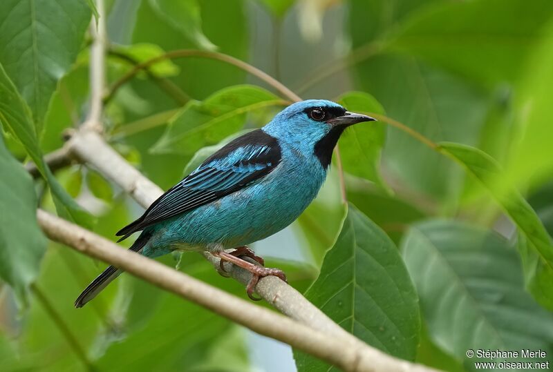 Blue Dacnis male adult