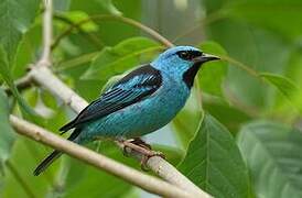 Dacnis bleu