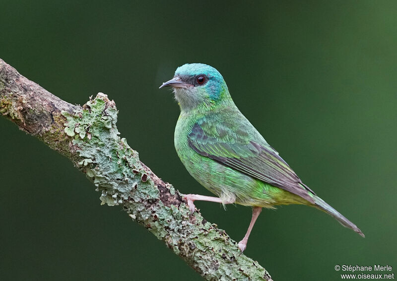 Dacnis bleu femelle adulte