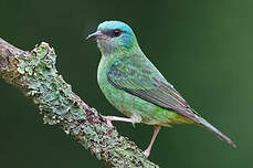 Dacnis bleu