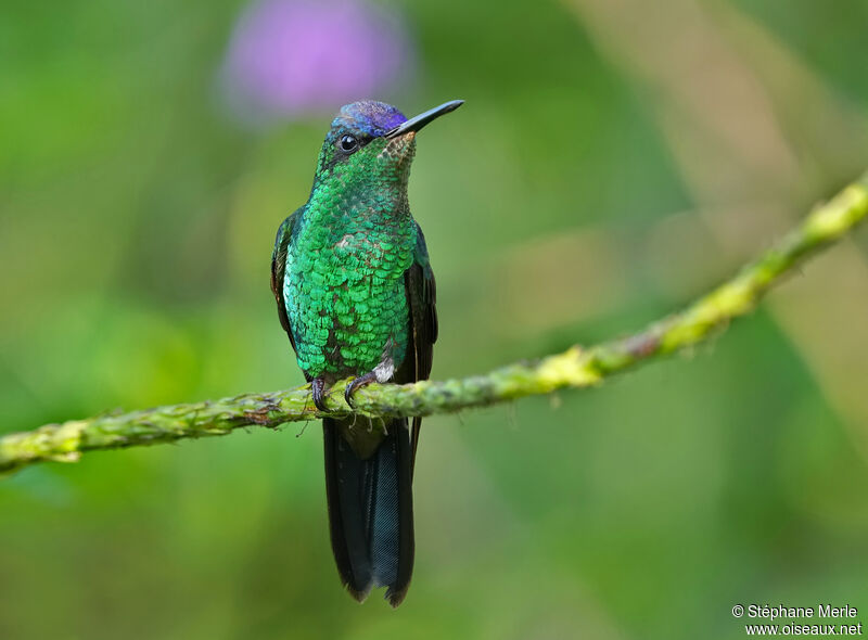 Violet-capped Woodnymph male adult