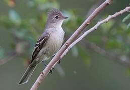 Yellow-bellied Elaenia