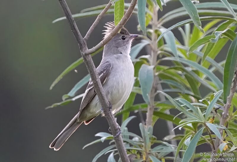 Yellow-bellied Elaeniaadult