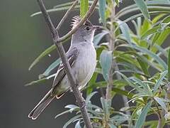 Yellow-bellied Elaenia