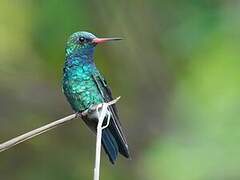 Glittering-bellied Emerald