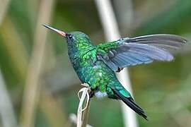 Glittering-bellied Emerald