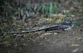 Long-trained Nightjar