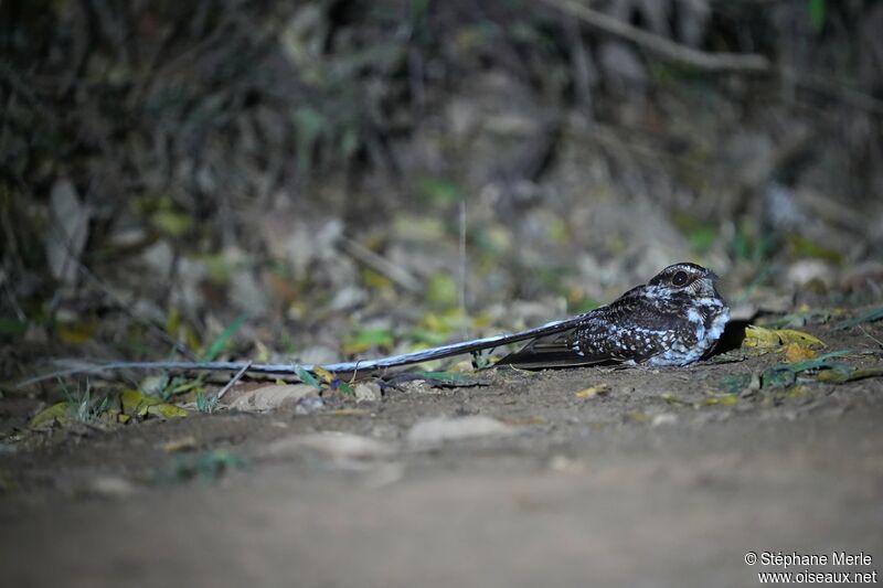 Long-trained Nightjaradult