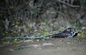 Long-trained Nightjar