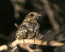 Little Nightjar