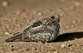 Little Nightjar