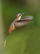 Planalto Hermit