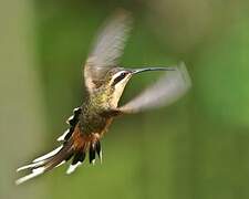 Planalto Hermit