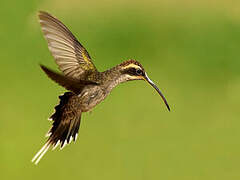 Scale-throated Hermit