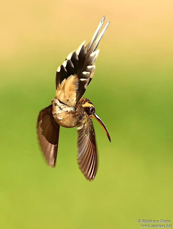 Scale-throated Hermitadult