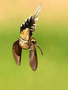 Scale-throated Hermit