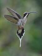 Scale-throated Hermit