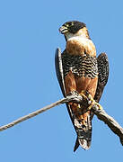 Orange-breasted Falcon