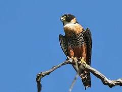 Orange-breasted Falcon